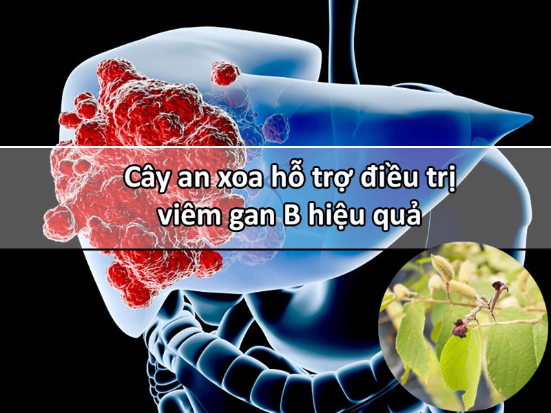 Cây an xoa hỗ trợ điều trị viêm gan B