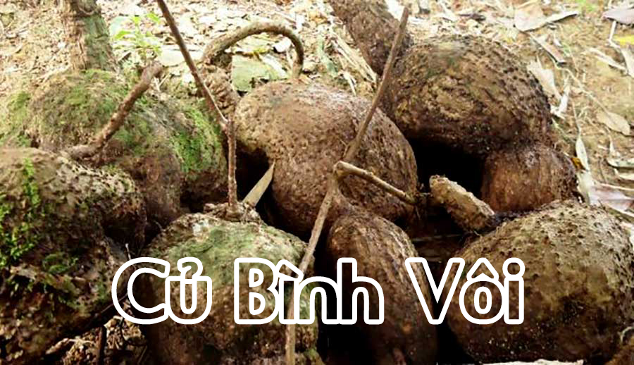 Củ bình vôi hỗ trợ điều trị động kinh được không?