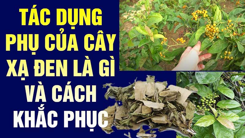 Tác dụng phụ cây xạ đen