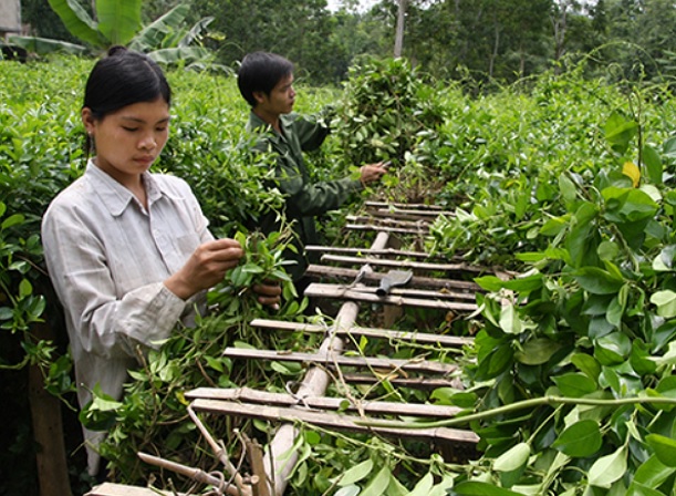 Dây thìa canh giúp giảm mỡ máu hiệu quả