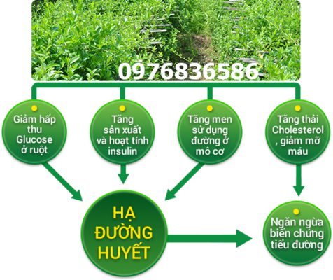 Dùng dây thìa canh để giảm cân được không?